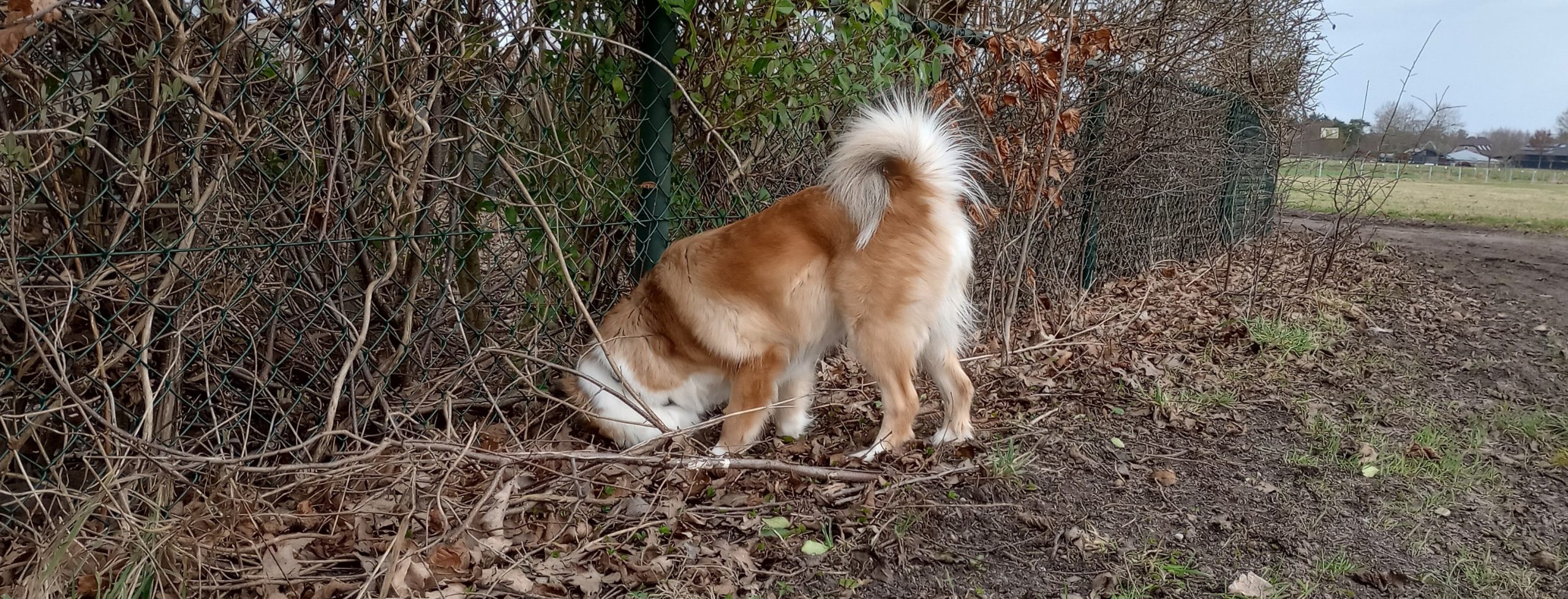 IJslandse hond met neus in grond op zoek naar beestjes