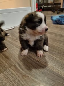 Pup IJslandse hond, roodsable en wit
