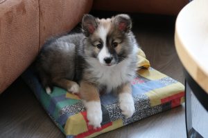 Pup IJslandse hond, roodsable en wit (2 maanden oud)