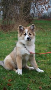 Pup IJslandse hond, roodsable en wit (4 maanden oud)