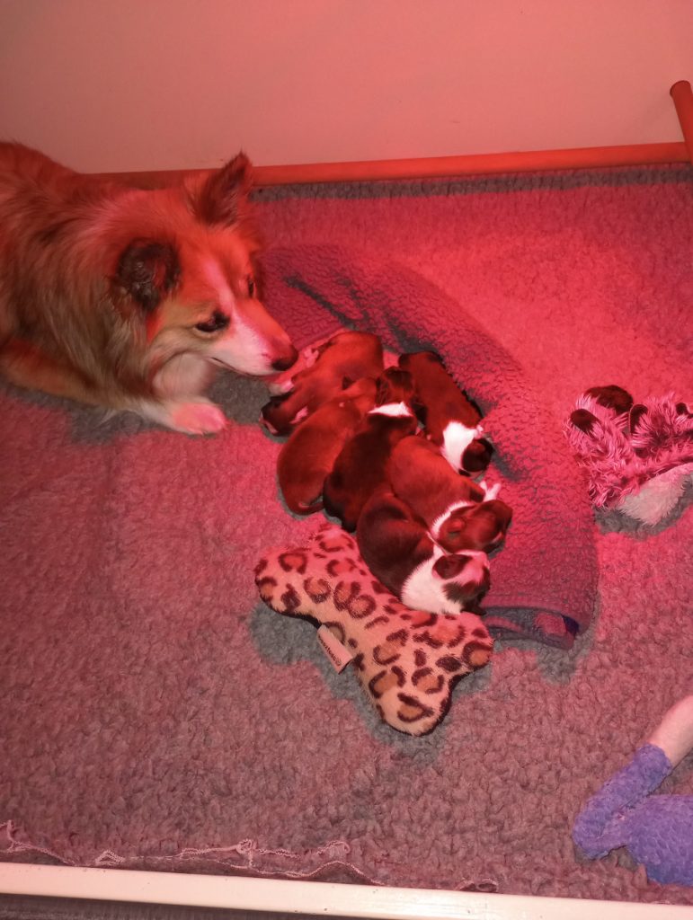 IJslandse honden in werpkist