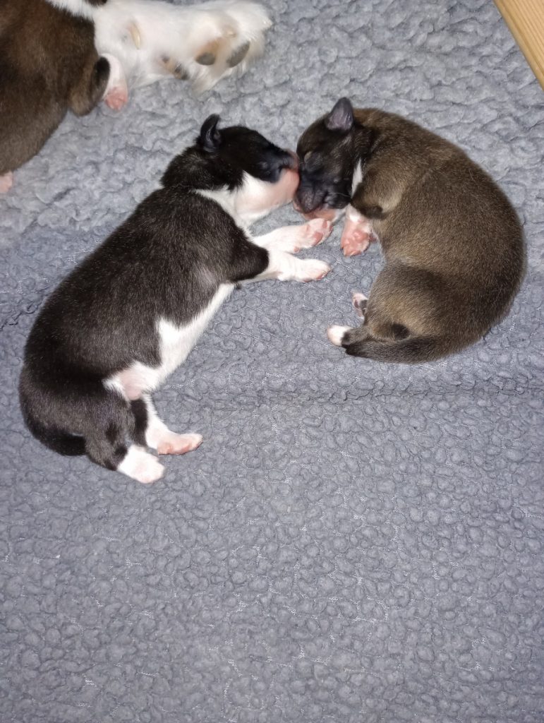 2 IJslandse hond pups slapen