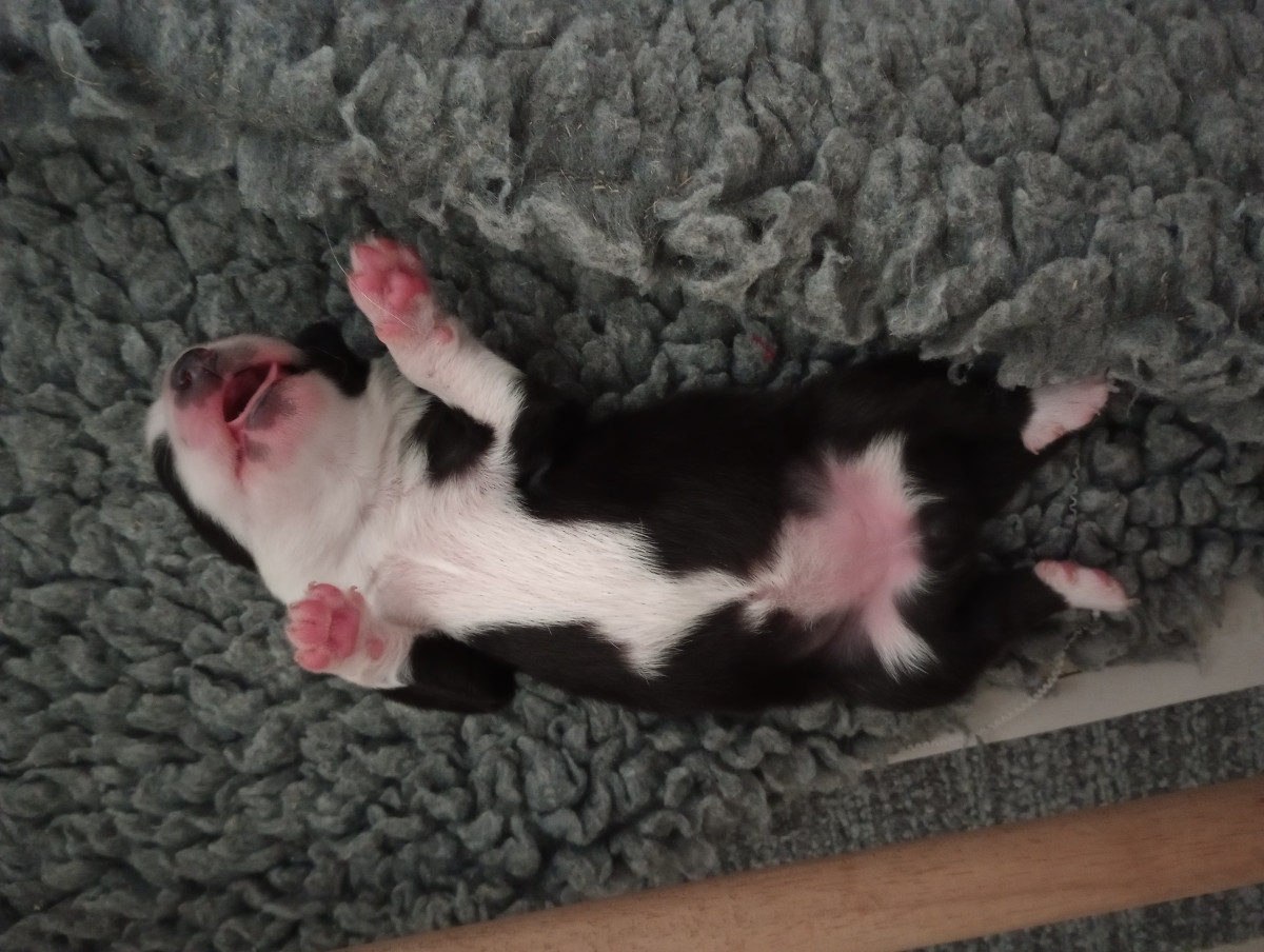 Foto-update: De pups zijn nu 1 week oud