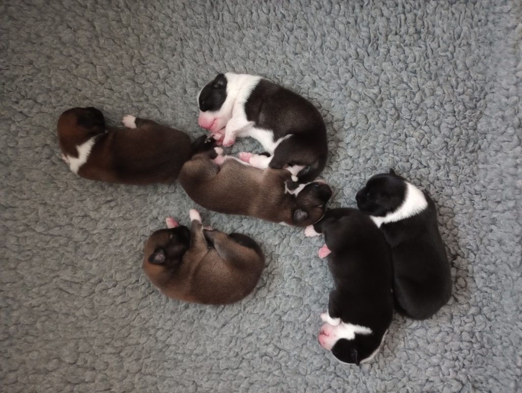 IJslandse hond pups in werpkist
