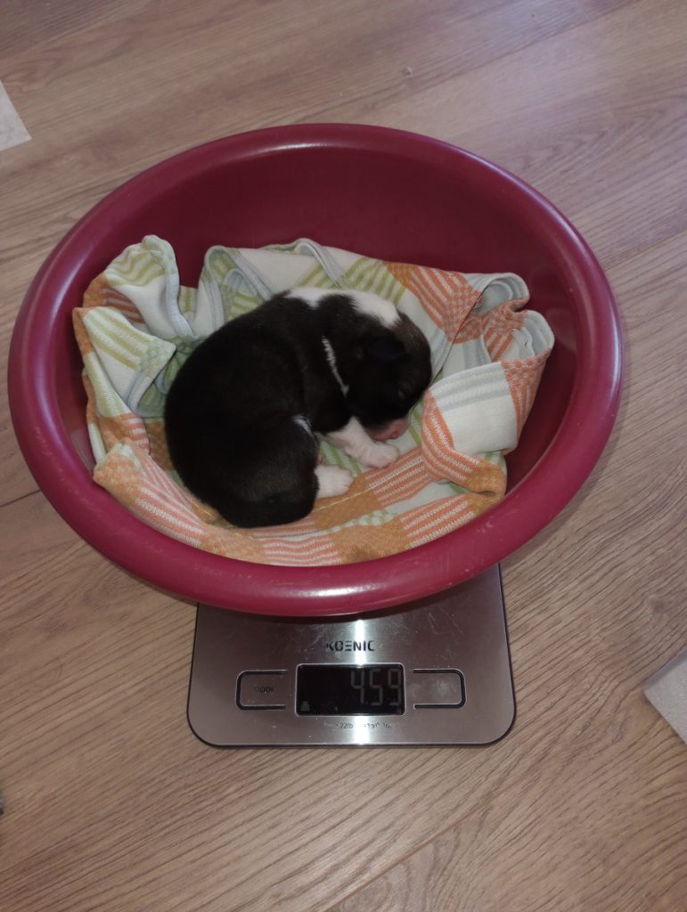 IJslandse hond pup wordt gewogen