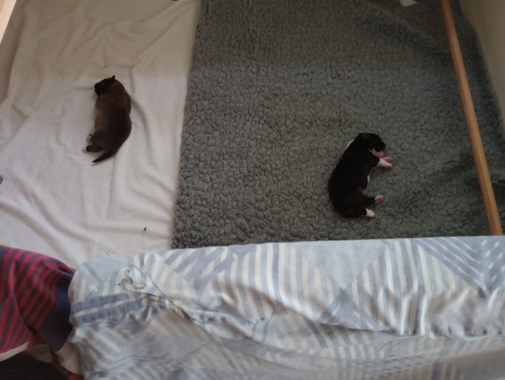 twee IJslandse hond pups in de werpkist