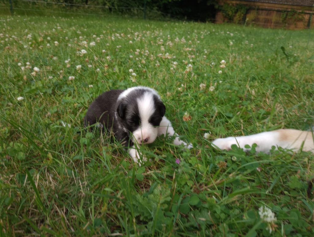 2 weken oude pup IJslandse hond in gras