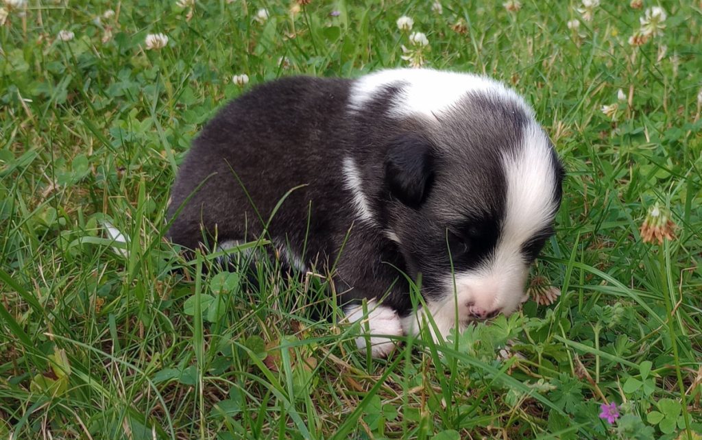 2 weken oude pup IJslandse hond