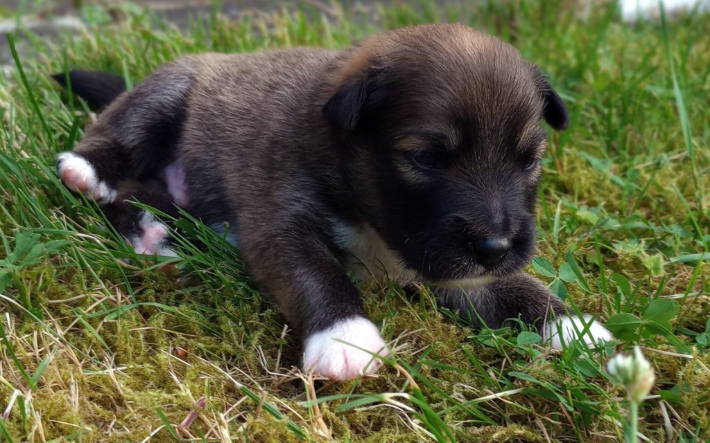 2 weken oude pup IJslandse hond