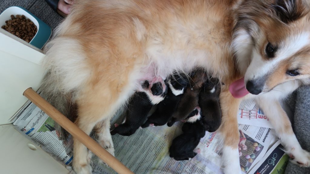 IJslandse hond pups drinken bij teef