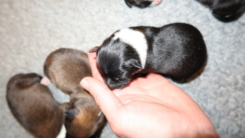 IJslandse hond pups