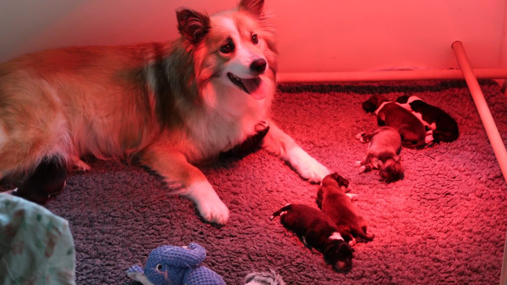 IJslandse honden in werpkist