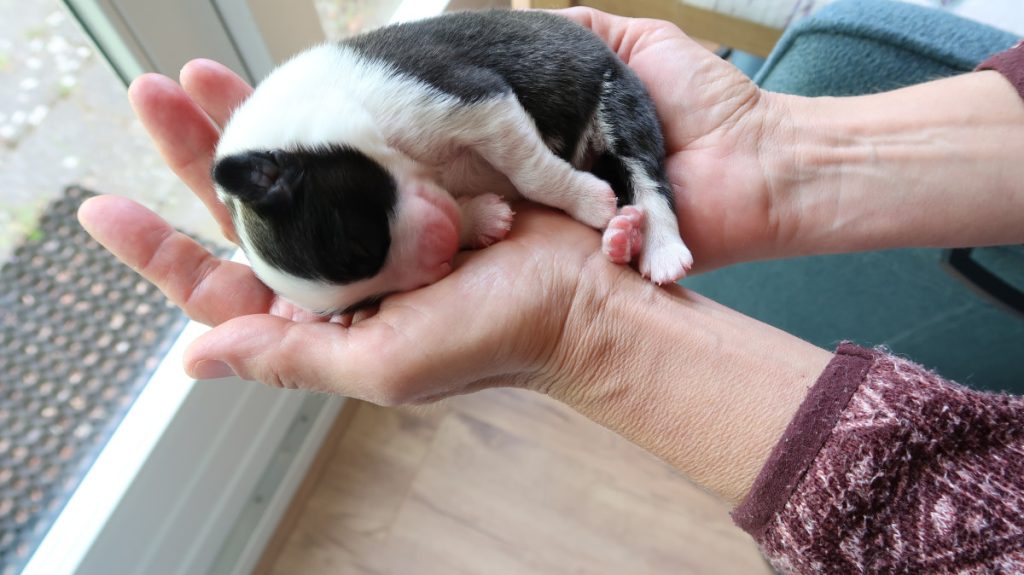 IJslandse hond pup in handen