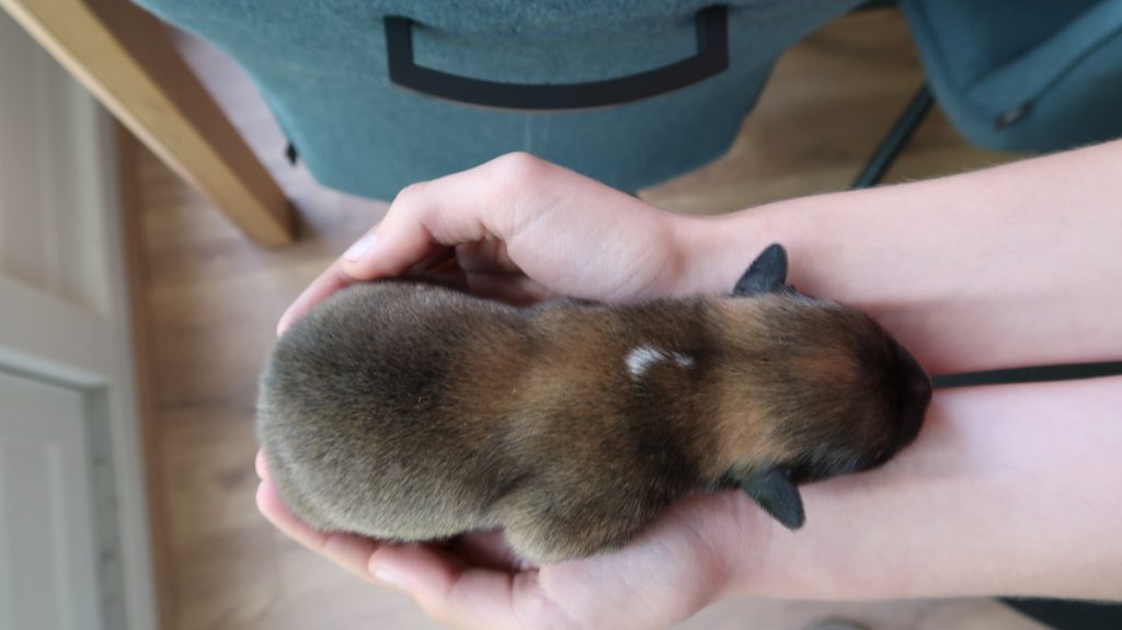 IJslandse hond pup in handen