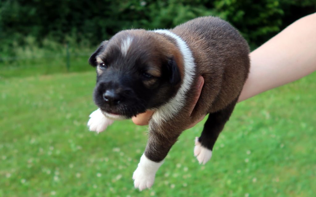 2 weken oude pup IJslandse hond