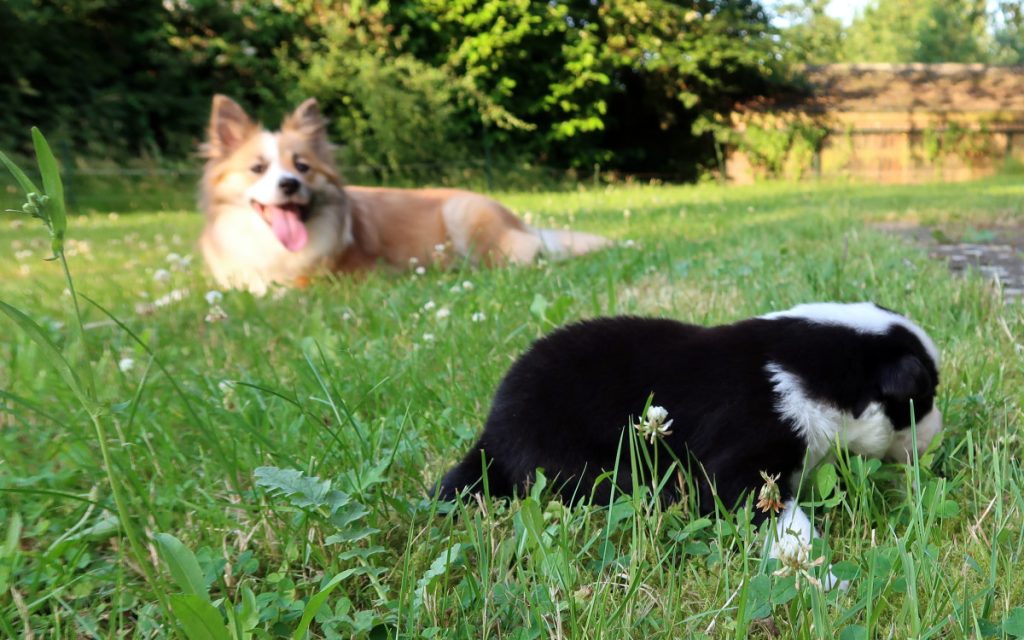 2 weken oude pup IJslandse hond met moederhond Ylva