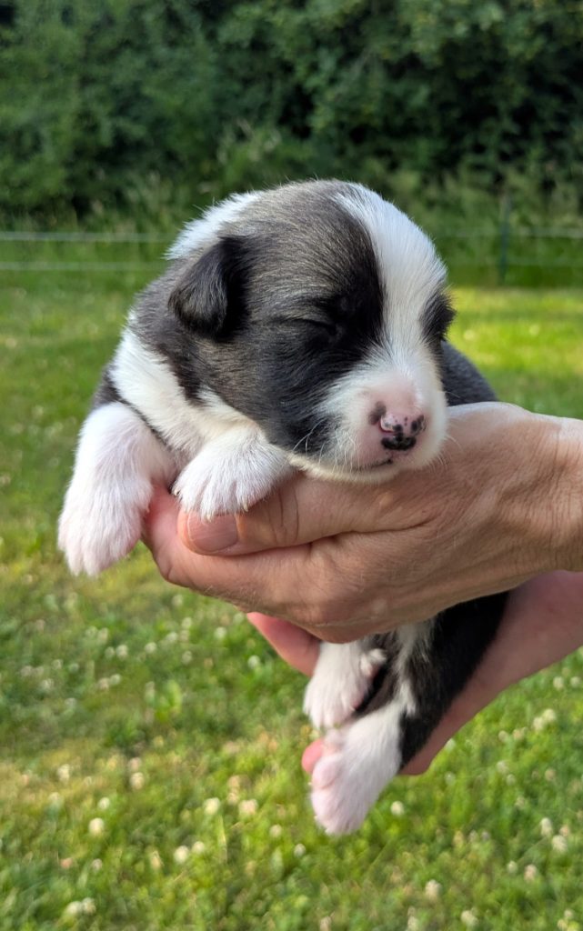 2 weken oude pup IJslandse hond
