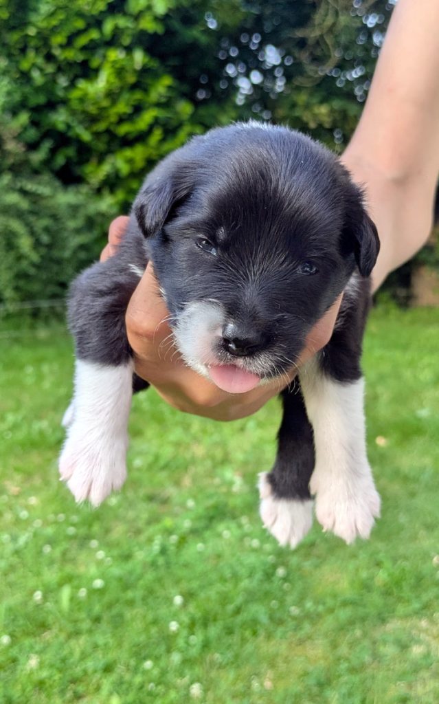 2 weken oude pup IJslandse hond met oogjes open