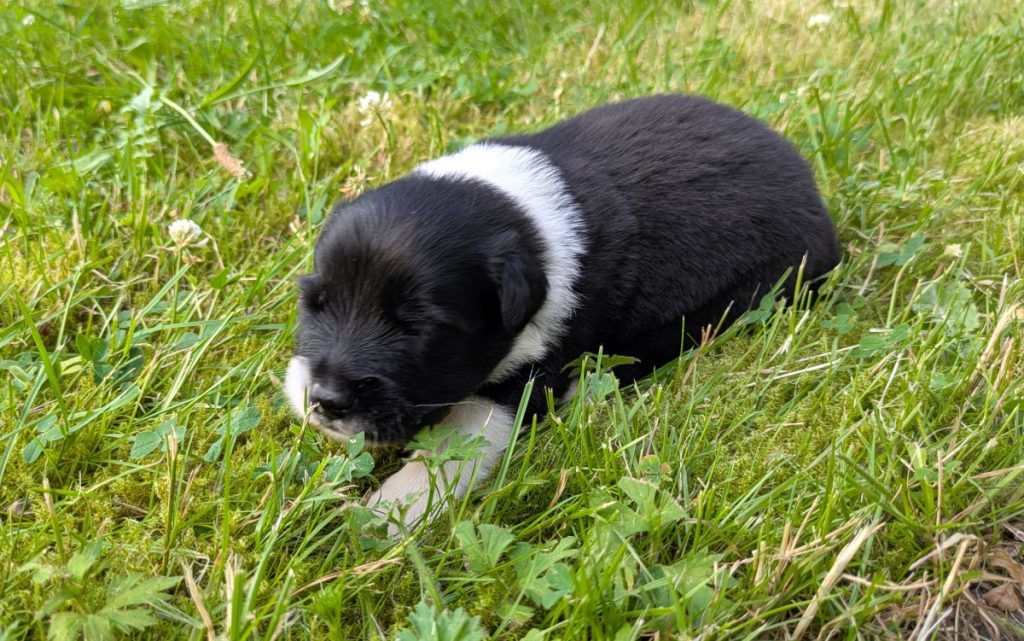 2 weken oude pup IJslandse hond