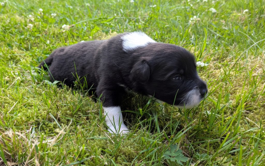 2 weken oude pup IJslandse hond