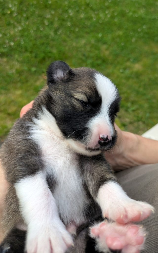 2 weken oude pup IJslandse hond