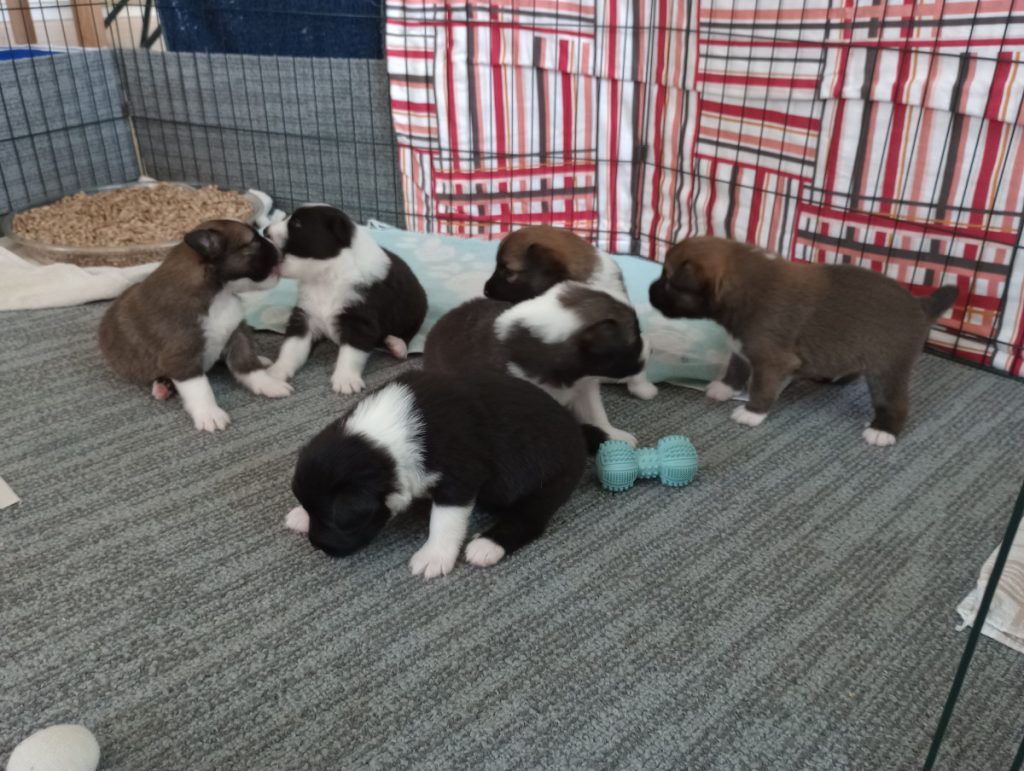 IJslandse hond pups hebben speelkwartier