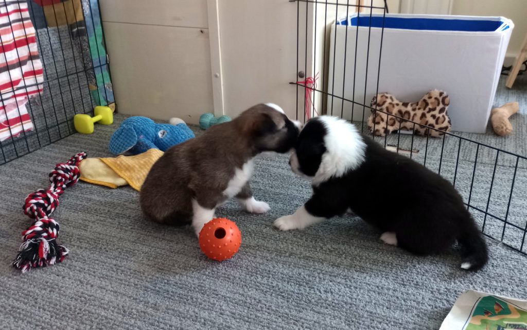 IJslandse hond pups stoeien