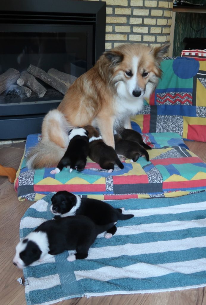 IJslandse hond pups drinken bij Ylva