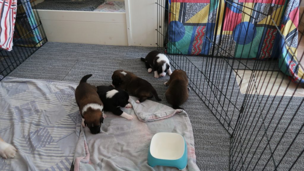 IJslandse hond pups spelen in kamer-ren
