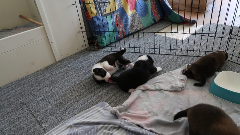 2 IJslandse hond pups
