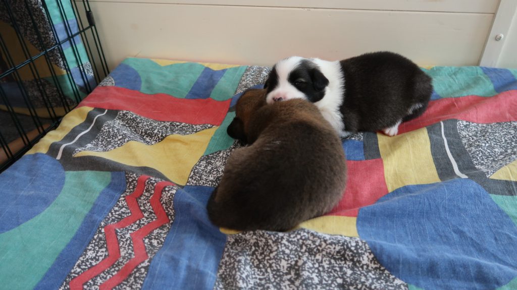 2 IJslandse hond pups