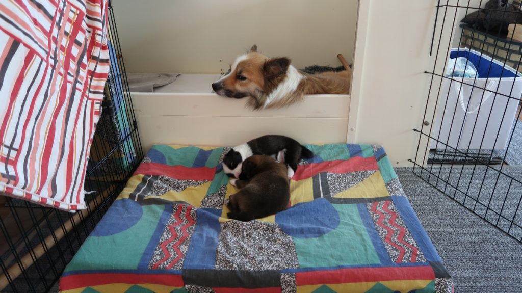 2 IJslandse hond pups met moeder