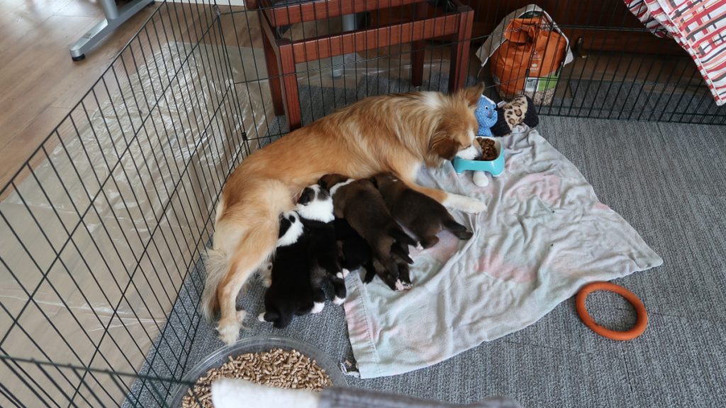 IJslandse hond pups drinken en teef