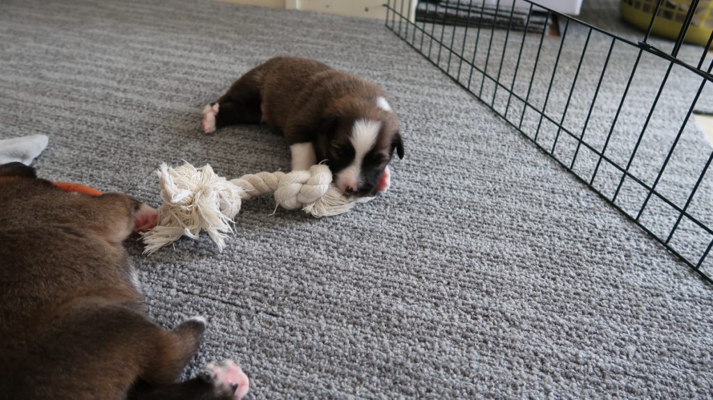 IJslandse hond pup ontdekt speeltje