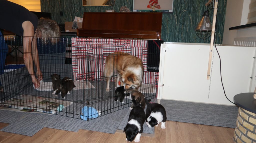 IJslandse hond pup ontsnappen uit kamer-ren