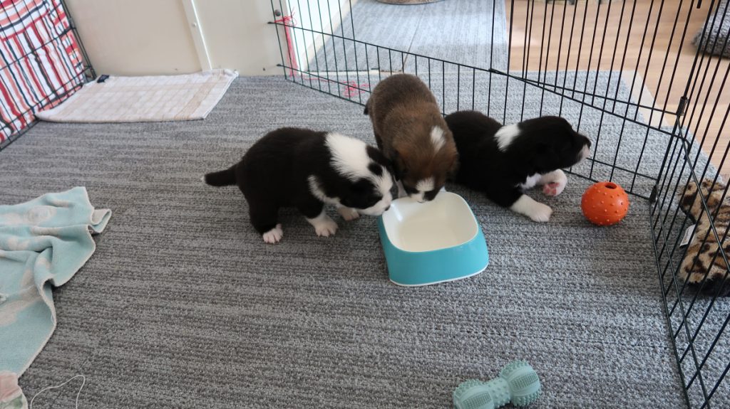IJslandse hond pups ontdekken waterbak