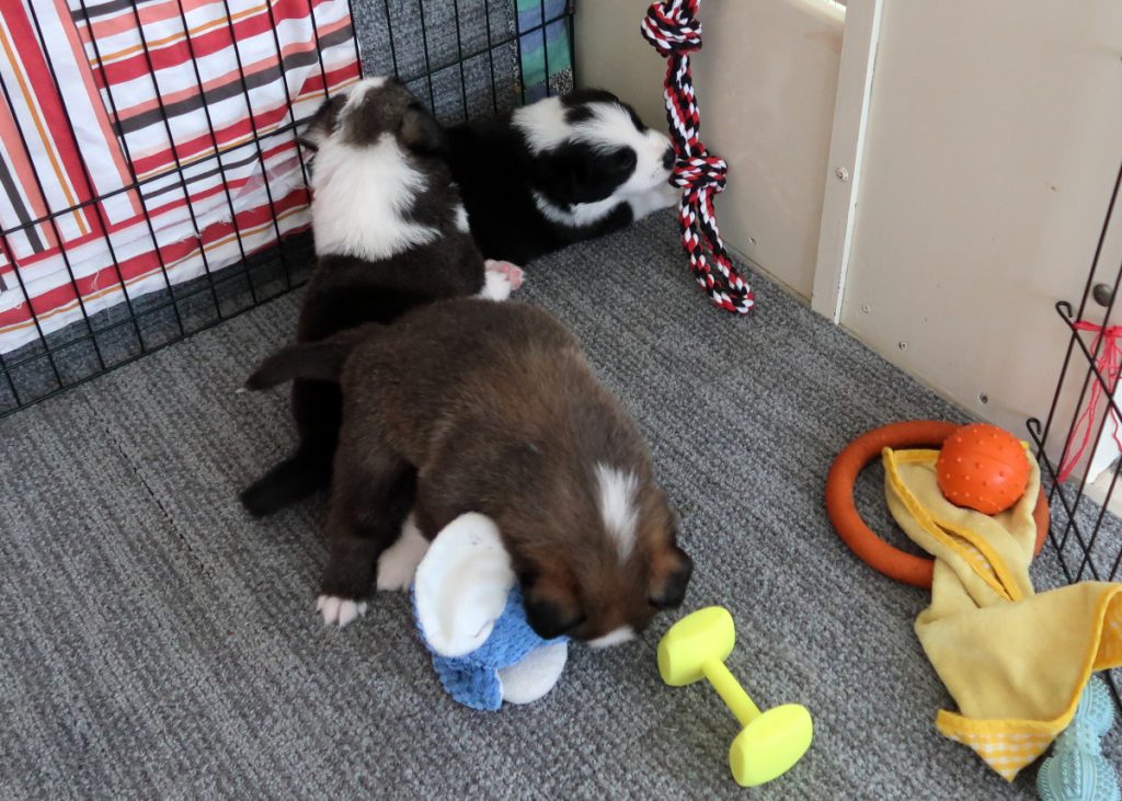 3 Ijslandse hond pups