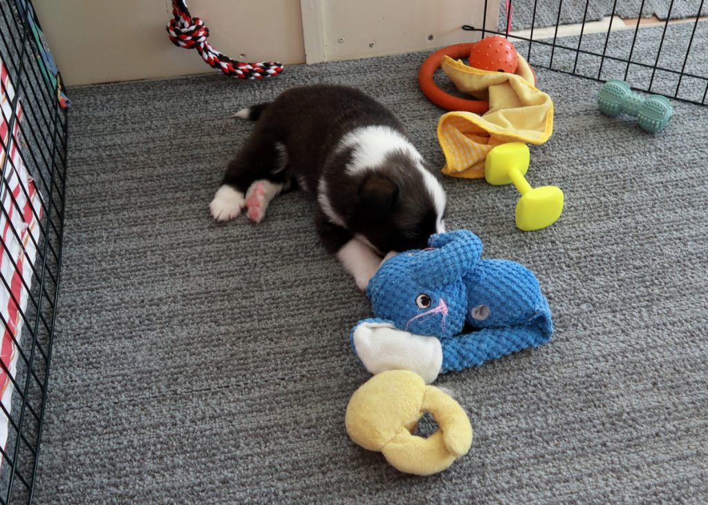 IJslandse hond pup speelt met knuffel