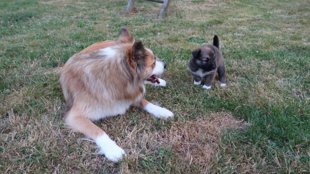 Ylva met IJslandse hond pup in het gras