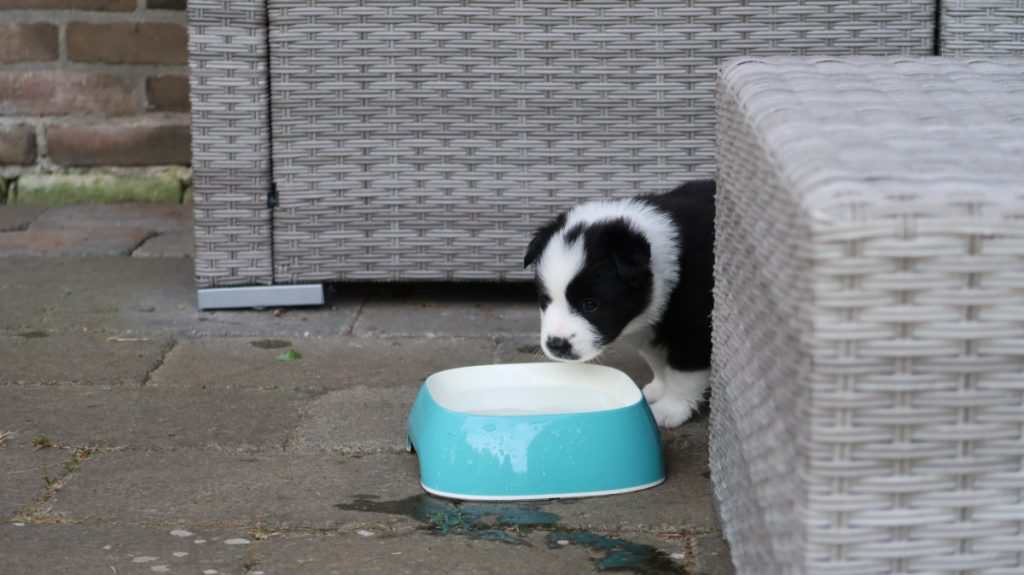 Pup ontdekt water