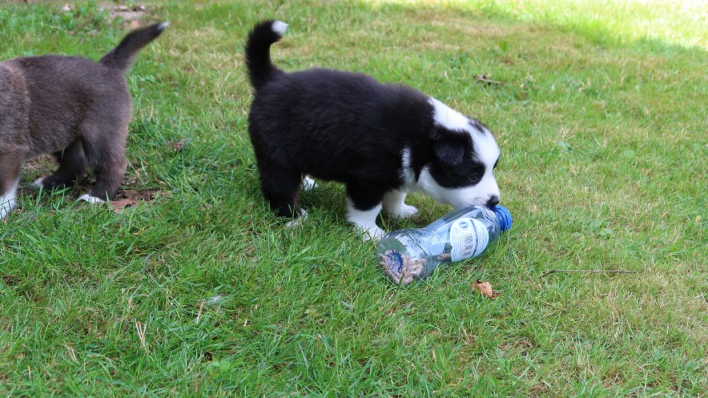Pup speelt met flesje