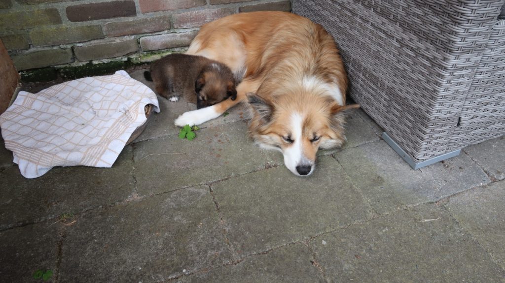 Pup rust bij moederhond