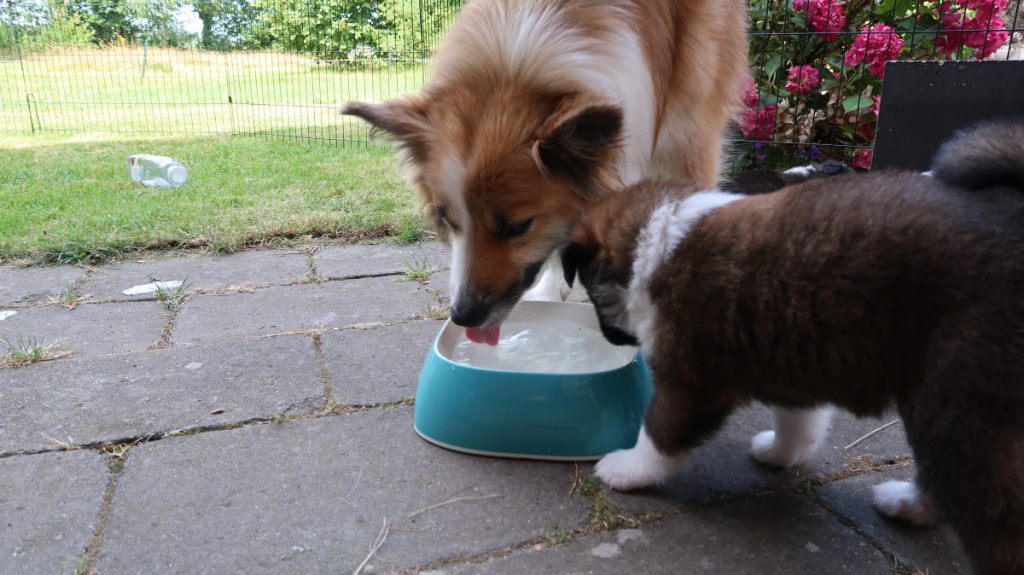 IJslandse hond Ylva en dochter drinken samen uit waterbak