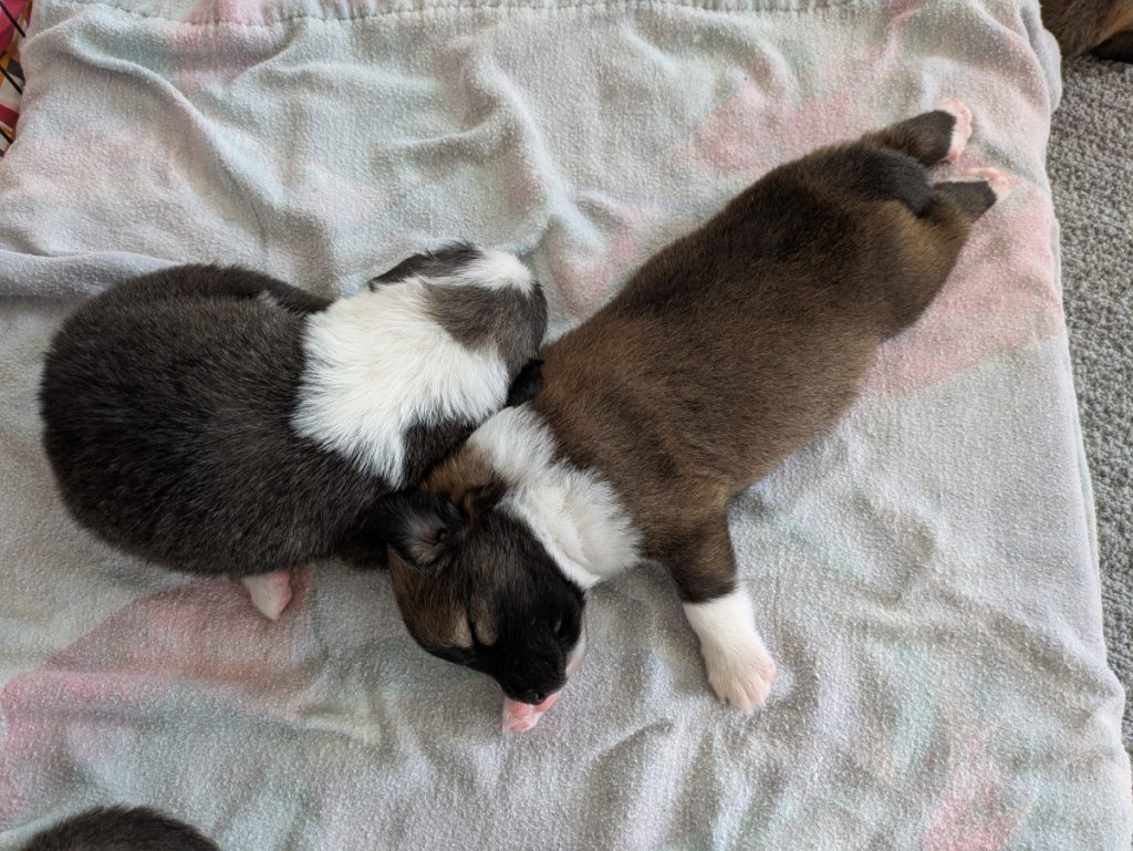2 IJslandse hond pups