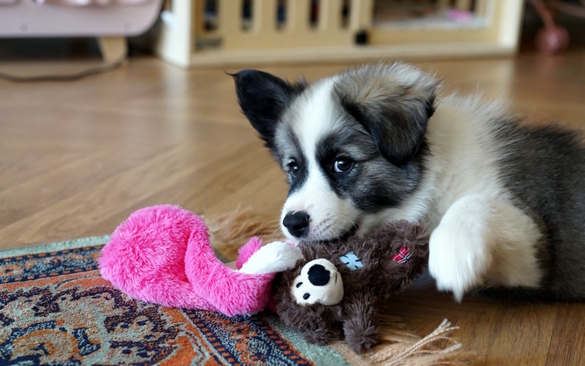 (Opnieuw) gouden mandje gezocht