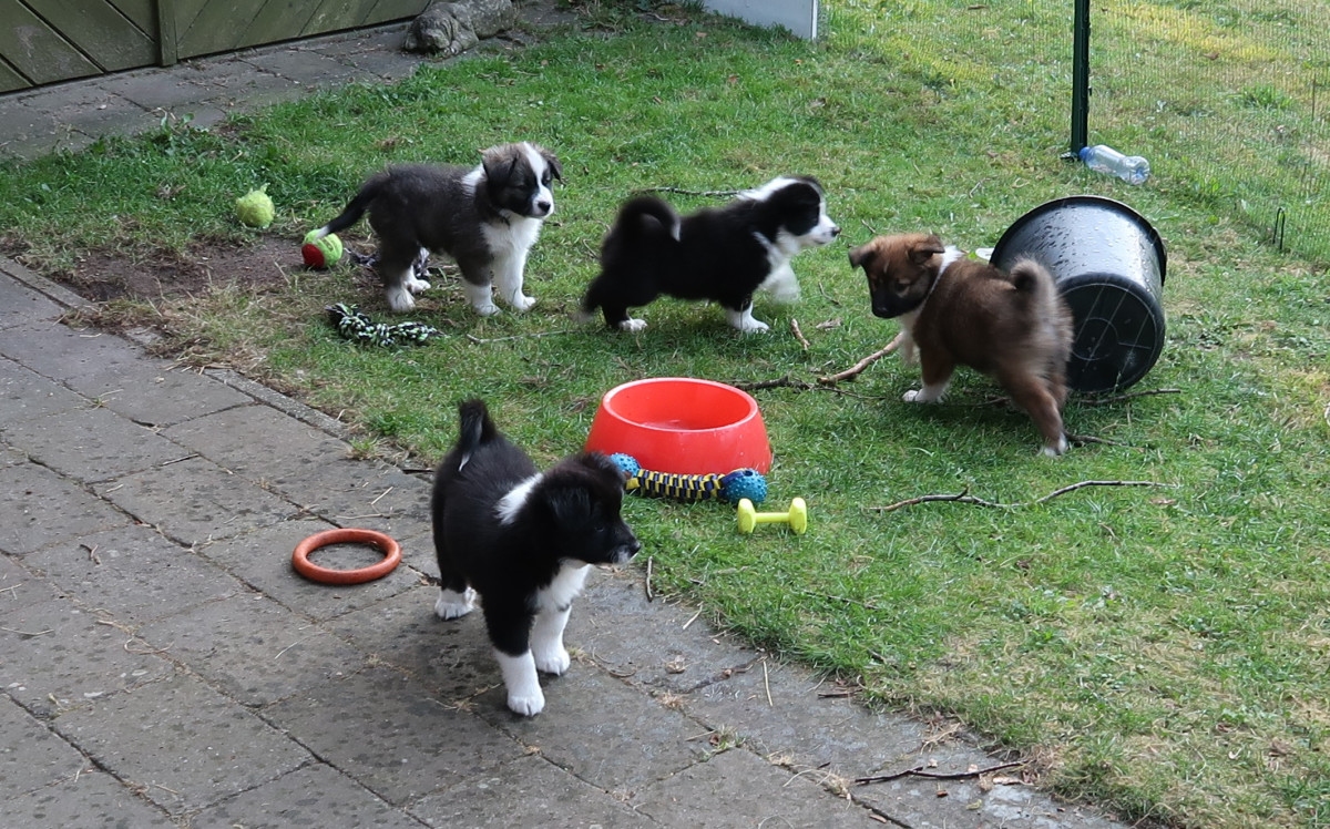 Dag lieve pups!